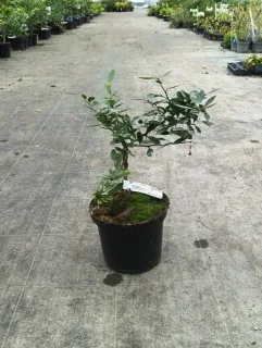 Kumquattier rond 'Hindsii' (Citrus fortunella) — petit arbuste ramifié sur tige en pot noir · Pot 5L Tige