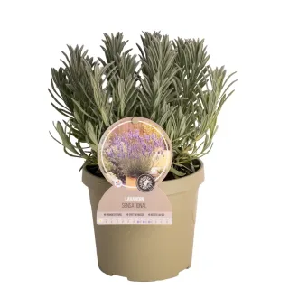 Pot 3,5L