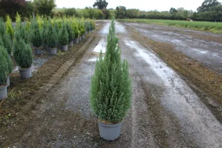 Cyprès de lawson 'Ellwoodii' (Chamaecyparis lawsoniana) — conifère étroit en pot sur allée humide · Pot 7.5L