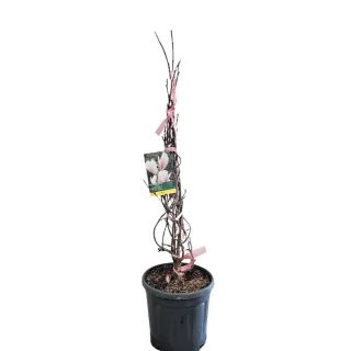 Magnolia de soulange (Magnolia soulangeana) — jeune plant dressé en pot noir · Pot 15L