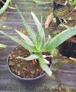 Aloès 'Ssp tsiroanomandidy' (Aloe capitata) — jeune aloès vert dentelé en pot plastique · Pot 2.5L