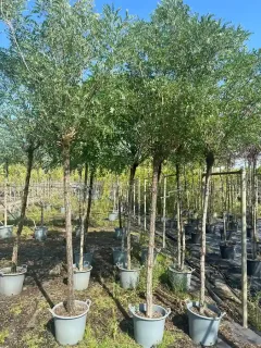 Robinier faux-acacia 'Umbraculifera' (Robinia pseudoacacia) — alignement de jeunes arbres tiges en pots gris · Pot 30L Tige 16/18