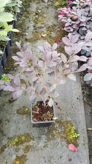 Loropétale de chine 'Rouge de la majorie' (Loropetalum chinensis) — jeune arbuste au feuillage pourpré en pot · Godet