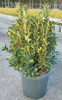 Fusain du japon 'Duc d anjou' (Euonymus japonicus) — arbuste dense au feuillage panaché vert et jaune · Pot 10L