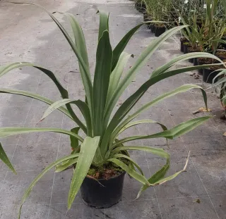 Pluie d'étoiles du mexique (Furcraea longaeva) — grand plant graphique en pot de pépinière · Pot 8L
