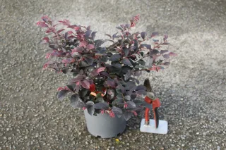 Loropétale de chine 'Ever red' (Loropetalum chinense) — arbuste en pot gris sur gravier avec sécateur · Pot 3L