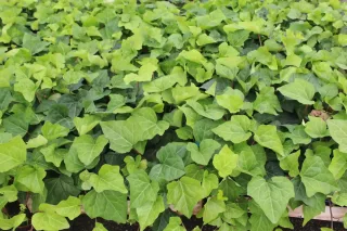 Lierre couvre-sol 'Bellecour ®' (Hedera) — tapis dense de feuilles vertes lobées · Pot 0.8L