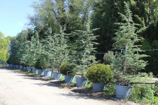 Pot 130L hauteur moyenne 300/350 cm (hors pot)