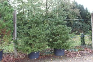 Pot 130L hauteur moyenne 300/350 cm (hors pot)
