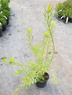 Leucadendron 'Cream delight' (Leucadendron salignum) — jeune arbuste à feuilles étroites vert clair en pot · Pot 2.5L Touffe