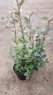 Chalef de ebbing (Elaeagnus ebbingei) — arbuste dense aux feuilles ovales vert gris en pot · Pot 8L Touffe