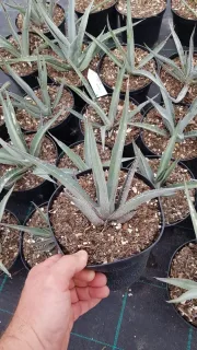 Agave du chihuahua 'Pale blue' (Agave lechuguilla) — jeune plant succulent en pot de pépinière · Pot 2.5L
