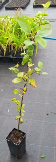 Pommier d'ornement (Malus communis) — jeune plant clairsemé sur sol de pépinière · Pot 2L