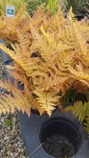 Fougère (Dryopteris erythrosora) — feuillage doré dense dans pot de pépinière · Pot 3L Touffe