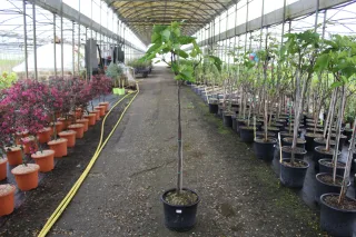 Pot 15L Formé en demi-tige (tige 130 cm) – Hauteur 175/200 cm (hors pot)