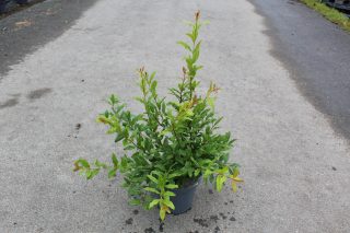 Pot 3L Hauteur 30/40 cm (hors pot)