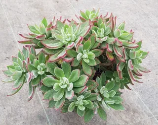 Echeveria 'Devotion' (Echeveria pulvinata) — succulente en rosettes vertes aux bords rouges · Pot 2.5L
