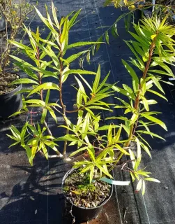 Saule à bois plat de sakhaline 'Sekka' (Salix udensis) — jeune arbuste aux longues feuilles étroites en pot · Pot 2.5L Touffe