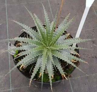 Orchidée (Deuterocohnia longipetala) — rosette de feuilles rigides et dentées en pot · Pot 6L
