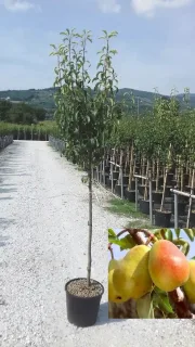 Poirier 'Doyenne du comice' (Pyrus communis) — jeune arbre en pot et fruits matures en médaillon · Pot 18L
