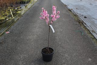 Pot 7.5L