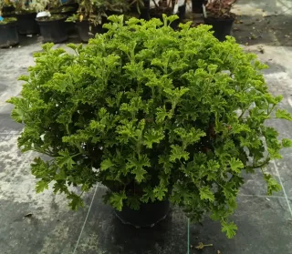 Géranium au parfum de fleur d'oranger 'Prince of orange' (Pelargonium × citriodorum) — touffe compacte de feuillage vert très découpé · Pot 3L