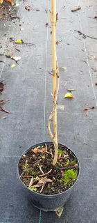 Pistachier vrai (Pistacia vera) — jeune plant noueux tuteuré dans un pot noir · Pot 3L