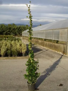 Jasmin étoilé (Trachelospermum jasminoides) — plante grimpante élancée en pot noir sur pépinière · Pot 10L