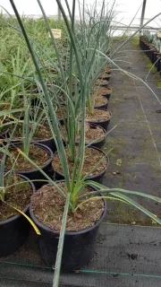 Yucca rouge (Hesperaloe parviflora) — plante élancée en pot noir, alignée en pépinière · Pot 2.5L