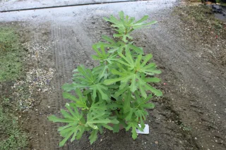 Pot 5L