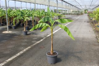 Pot 15L