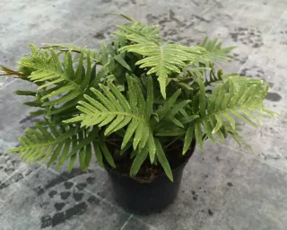 Polypode commun (Polypodium vulgare) — fougère au feuillage découpé dans pot noir · Pot 2.5L Touffe