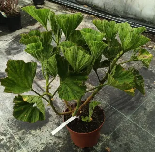 Géranium au parfum de menthe chocolat (Pelargonium cucullatum) — plante touffue en pot plastique sur sol de serre · Pot 3L