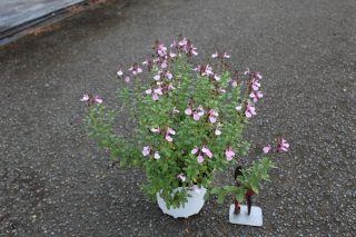 Pot 3L