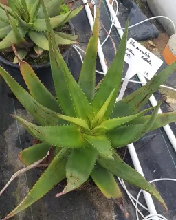 Aloès maculé 'Robusta' (Aloe maculata) — rosette de feuilles succulentes vertes en pépinière · Pot 8L