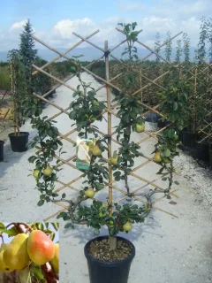 Poirier 'Doyenne du comice' (Pyrus communis) — arbre palissé en pot avec nombreux fruits jaunes · Pot 35L