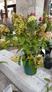 Hortensia paniculé 'Mont blanc' (Hydrangea paniculata) — plante florifère en pot vert sur terrasse · Pot 3L