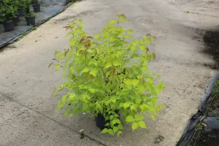 Arbre aux faisans 'Golden lanterns' (Leycesteria formosa) — jeune arbuste lumineux en pot noir · Pot 7.5L