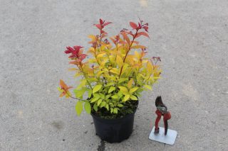 Pot 3L