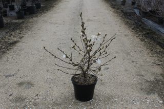 Pot 10L hauteur moyenne 60/80 cm (hors pot)