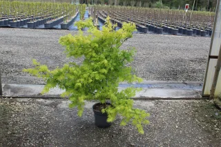Pot 7.5L