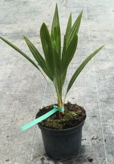 Palmier nain (Chamaerops humilis) — jeune plant dressé en pot plastique noir · Pot 2.5L