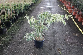 Cornouiller discuté 'Variegata' (Cornus controversa) — arbuste panaché en pot sur allée de pépinière · Pot 7.5L