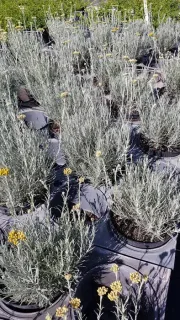 Plante curry 'Ssp serotinum' (Helichrysum italicum) — rangées de touffes gris argenté aux petites fleurs jaunes · Pot 3L Touffe