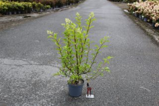 Pot 5L