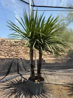 Cordyline indivisa (Cordyline indivisia) — grand sujet à plusieurs troncs en pot · Pot 70L