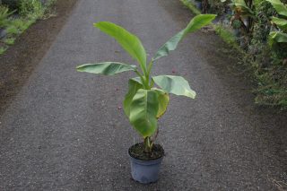Pot 5L