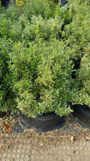 Fusain du japon 'Micro albovariegatus' (Euonymus japonicus) — arbuste compact au feuillage vert panaché en pot · Pot 8L Touffe