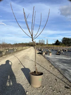 Pot 12L formé en gobelet sur une tige de 60-70 cm, hauteur totale de 125-150 cm (hors pot), plante âgée de 3 ans