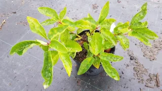 Amélanchier de lamarck (Amelanchier lamarckii) — jeune arbuste brillant en pot noir de pépinière · Pot 3L Touffe